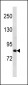 ZC3H11A Antibody (N-term)